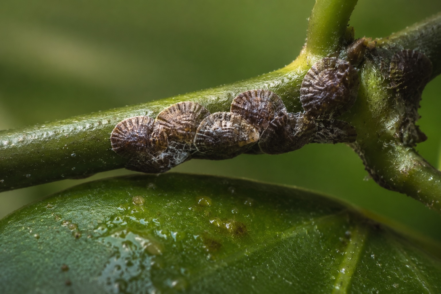Scale Insects