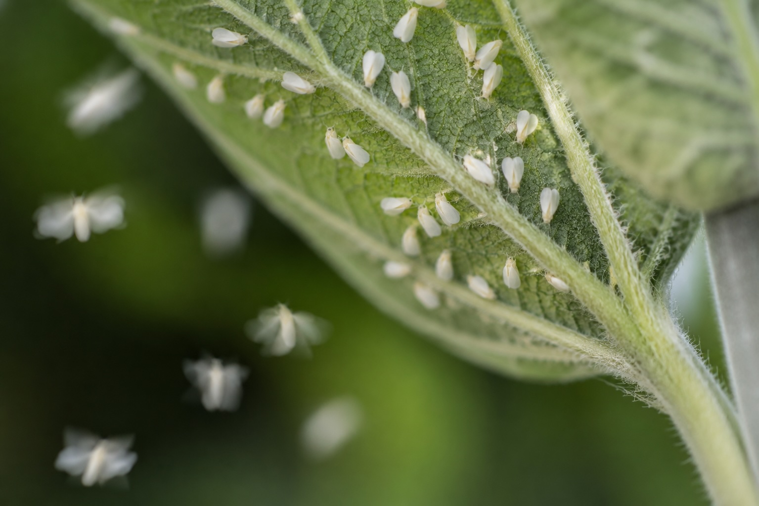 Whiteflies